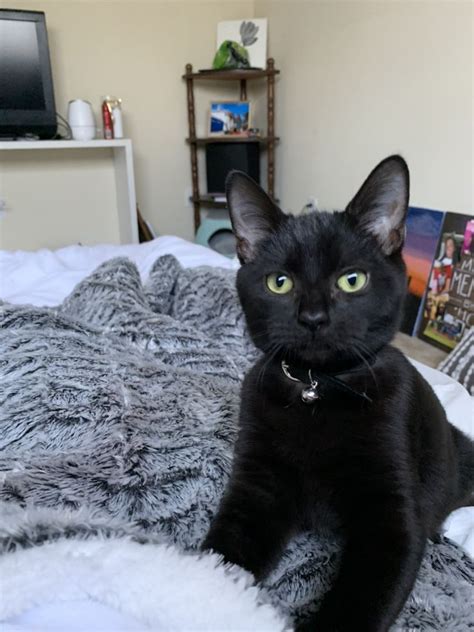 A Black Cat Sitting On Top Of A Bed