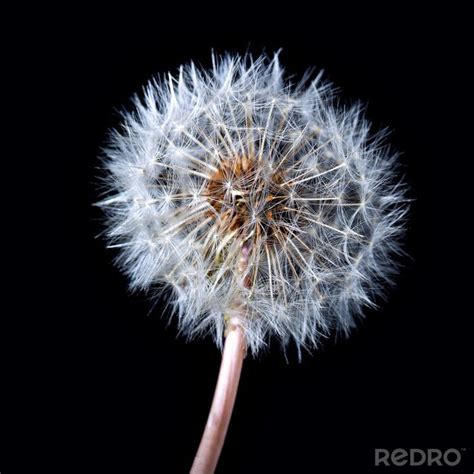 Bild Runde Pusteblume Auf Schwarzem Hintergrund Nach Ma Myredro De