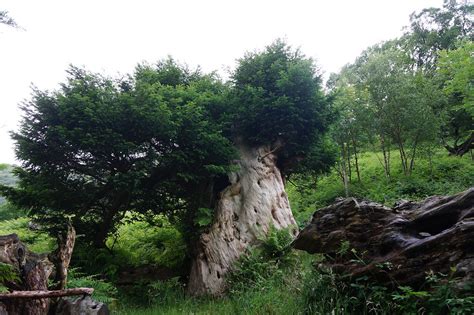 Borrowdale Yew Tree Borrowdale Yew Trees Lake District Nat