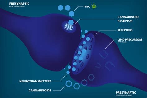 How do cannabinoid receptors work in the body? - Endosist