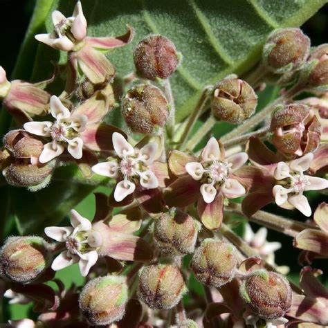 Butterfly Milkweed | Plant Addicts