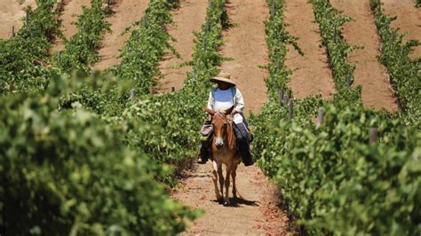 Arriba 155 Images Ruta Del Vino Ensenada Viaterra Mx