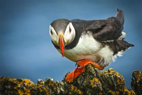 Wonderful Puffins on Skellig Michael Stock Photo - Image of europe ...