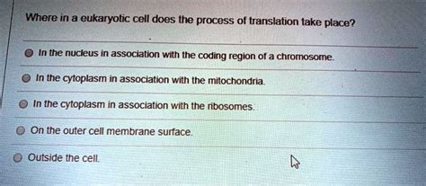 Solved Where In A Eukaryotic Cell Does The Process Of Translation Take Place In The Nucleus In