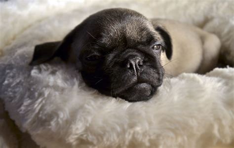 sleeping baby | Pugs, Pug life, Cute animals