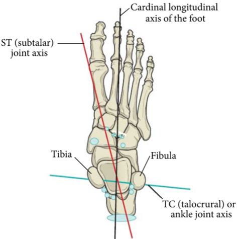 Small Muscles Of The Ankle Flashcards Quizlet