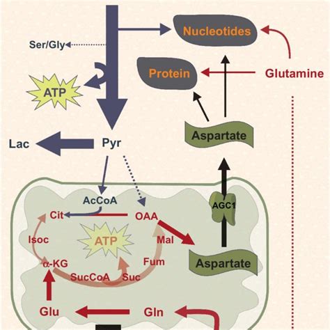 Pathways Downstream Of Glucose And Glutamine Metabolism In Download Scientific Diagram