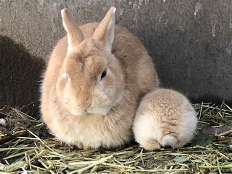 ウサギの赤ちゃんが誕生し喜んでいたら「6羽に増えてる 」 全方位かわいい小さなモフモフたちにもだえてしまう 猫 赤ちゃん 子ウサギ ウサギ