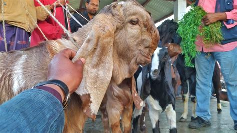 নাটোর হয়বতপুর হাটে তোতাপুরী হরিয়ানা ক্রস বাচ্চার দাম জানুন । ৬ই মার্চ