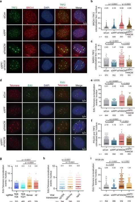 Xpf Promotes Hr And Break Induced Telomere Synthesis A Representative