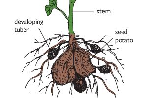 Tuber - Alchetron, The Free Social Encyclopedia