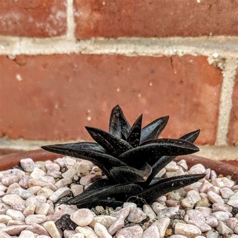 X Gasterhaworthia Black Chap Gasterhaworthia Black Chap In