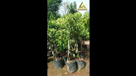 Van Laxmi Mango Grafted Plant For Farming And Gardning At Rs