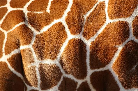 Details 81 Giraffe Print Wallpaper Super Hot In Coedo Vn