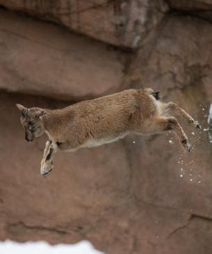 Markhor | Columbus Zoo and Aquarium