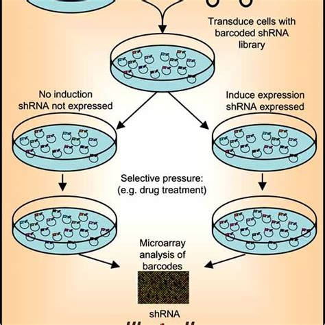 Mechanism of RNAi. RNA interference is initiated when dsRNA is ...