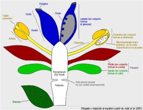 PLANTAS ANGIOSPERMAS Qué son Características y Ejemplos