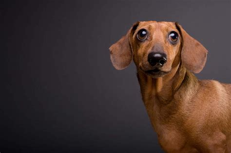 眼睛眉毛睫毛无人站横图室内白天侧面宠物狗瞳孔猎犬扭头注视一只动物观察看站着转头可爱眼部观看察看