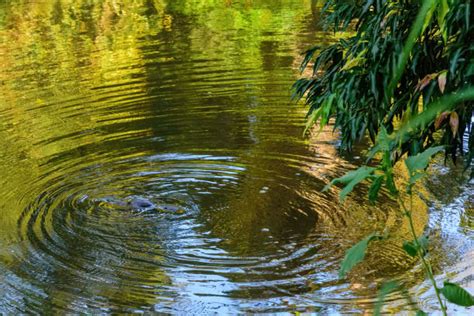 80+ Platypus Swimming Underwater Stock Photos, Pictures & Royalty-Free Images - iStock