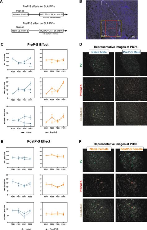 Sex Differences In The Longitudinal Impact Of Prep S And Postp S On Bla Download Scientific