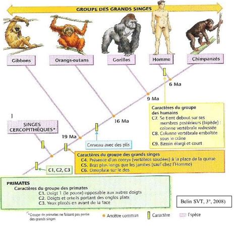 C Parent Et Volution Archives Svt A L Affiche Lewebpedagogique