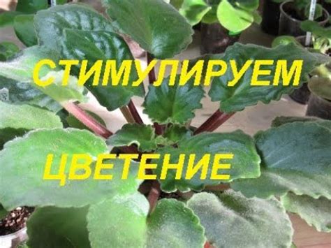КАК ПОДГОТОВИТЬ ФИАЛКУ К ЦВЕТЕНИЮ. СТИМУЛЯЦИЯ - YouTube
