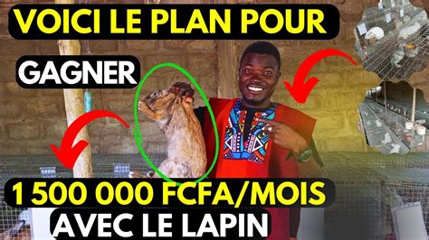 Comment Gagner Fcfa Par Mois Avec L Elevage Du Lapin Youtube