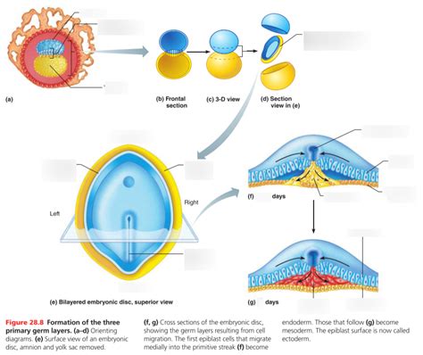 Formation of the three primary germ layers Diagram | Quizlet