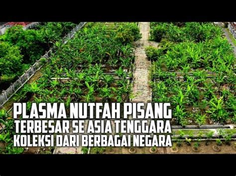 Kebun Pisang Terlengkap Di Asia Tenggara Kebun Plasma Nutfah Pisang