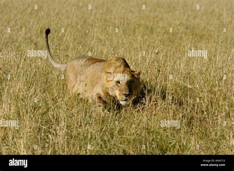 Lion Crouching In Dry Grass Stock Photo Alamy