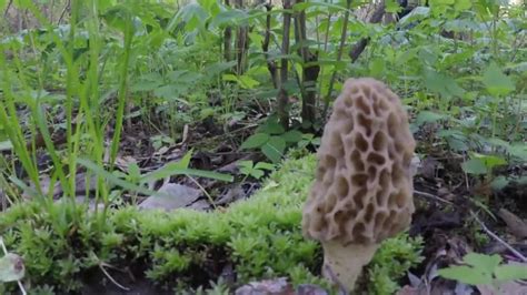 Morel mushroom season 2021: Show us your finds! | wqad.com