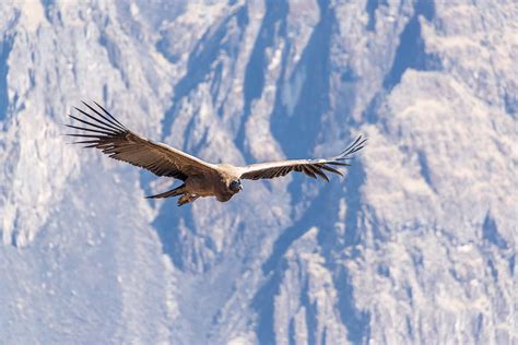 Flying Andean Condor Photograph by Jess Kraft - Fine Art America