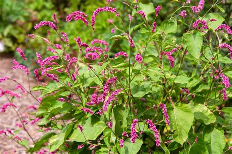 Polygonum Orientale Kiss Me Over The Garden Gate Plant