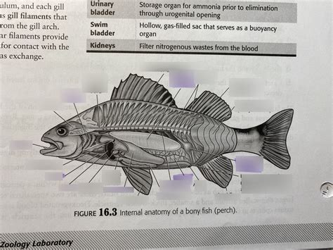 internal anatomy bony fish Diagram | Quizlet