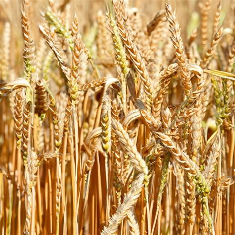 Premium Photo | Wheat harvest