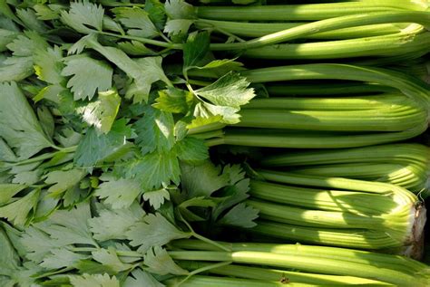 Celery Olio