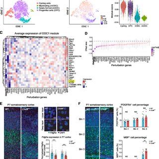 Pdf In Vivo Perturb Seq Reveals Neuronal And Glial Abnormalities