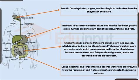 Absorption Of Digested Food How Is It Absorbed In Our Body