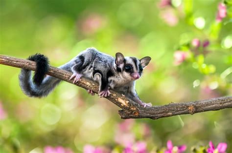 sugar-glider - Visit Daintree Rainforest