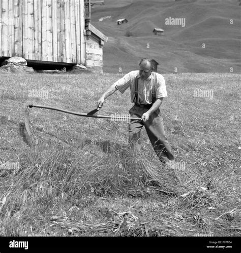 Germany Wheat Grain Black And White Stock Photos Images Alamy