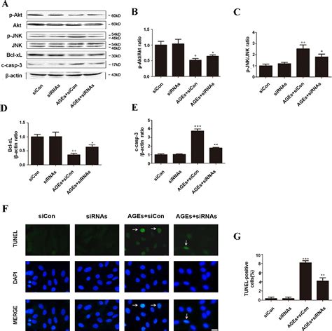 Frontiers Specific Inhibition Of CYP4A Alleviates Myocardial