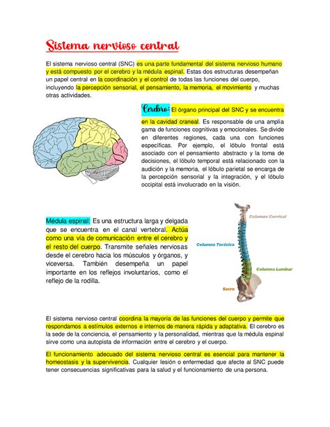 Sistema Nervioso Central Estas Dos Estructuras Desempe An Un Papel