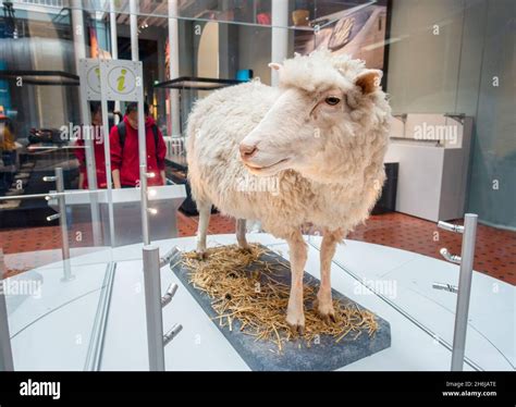 Dolly The Sheep The First Cloned Mammal Exhibit At The National Museum of Scotland Edinburgh ...