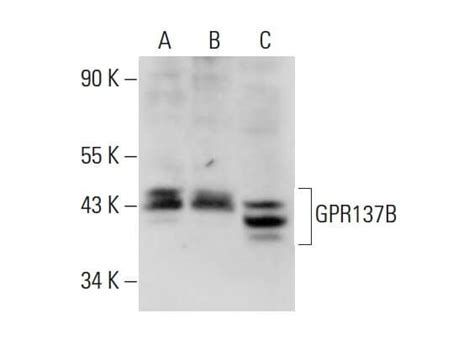 SCBT Santa Cruz Biotechnology