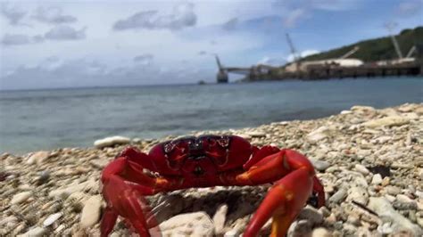 La increíble invasión de cangrejos rojos en esta isla del Pacífico