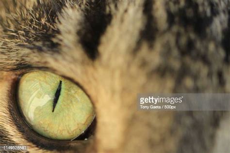 3,676 Cat Pupils Stock Photos, High-Res Pictures, and Images - Getty Images