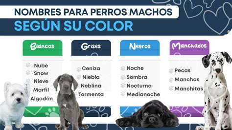 130 Nombres De Perros Machos Que Debes Conocer Animales Leales