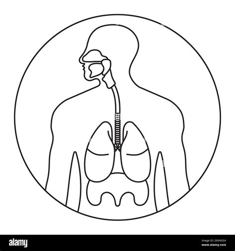 Compartir Más De 75 Aparato Respiratorio Para Dibujar Facil última Billwildforcongress