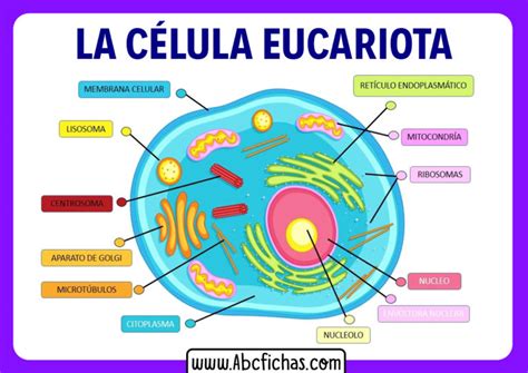 Estructura Y Partes De La Celula Eucariota Abc Fichas Images