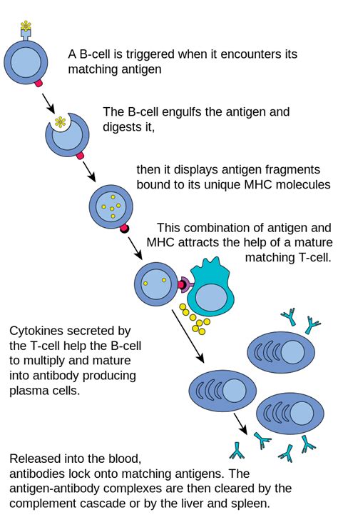 The Adaptive Immune Response B Lymphocytes And Antibodies Anatomy And Physiology Ii